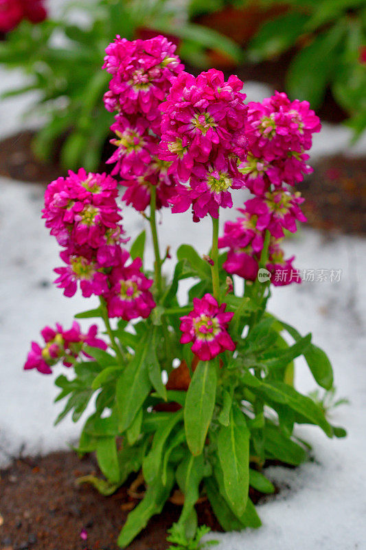 冬季花与雪:库存花/马黛莲加